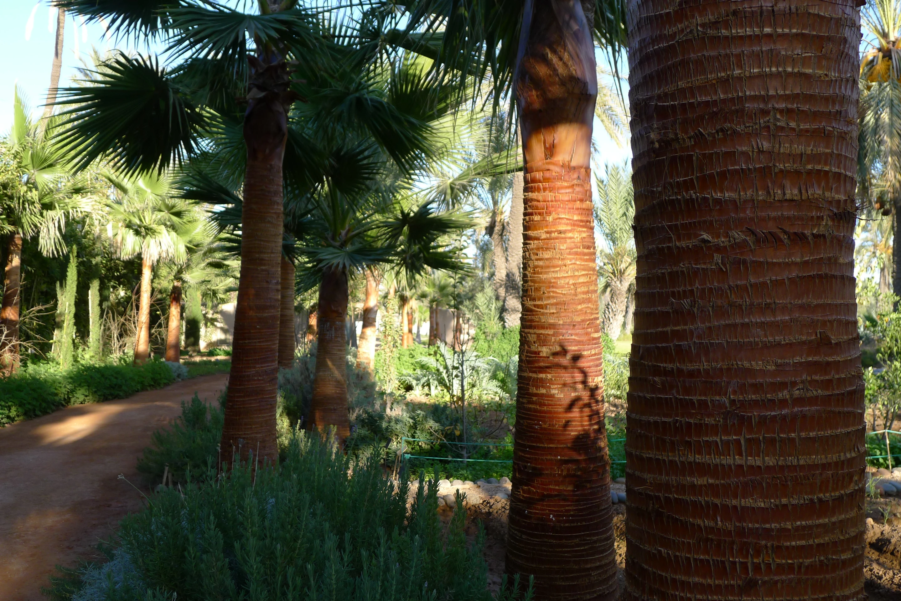 Un jardin a marrakech -P1050659