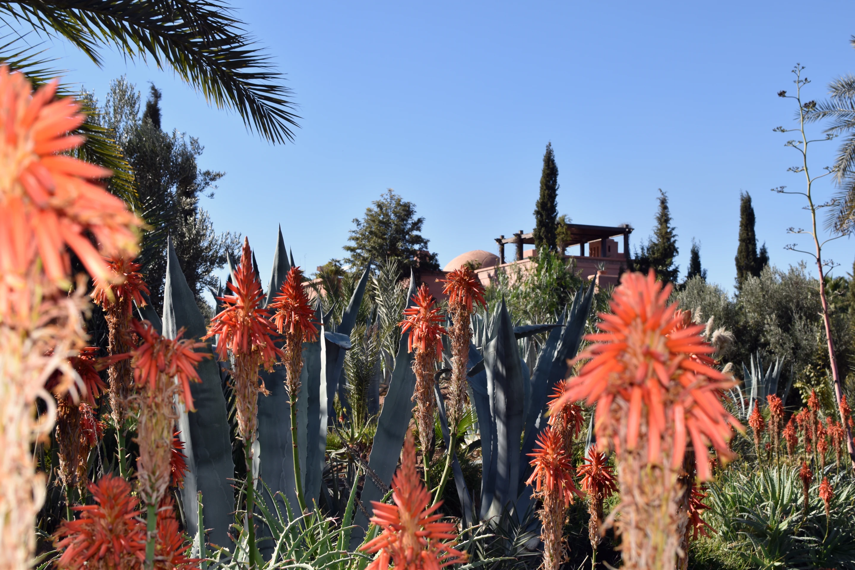 Un jardin a marrakech -1075