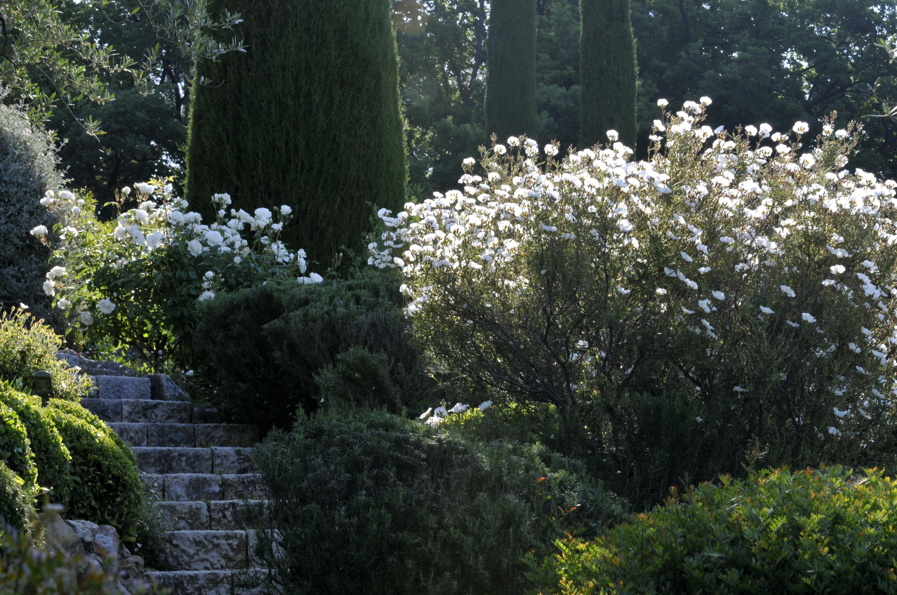 Un jardin de campagne-VH27115