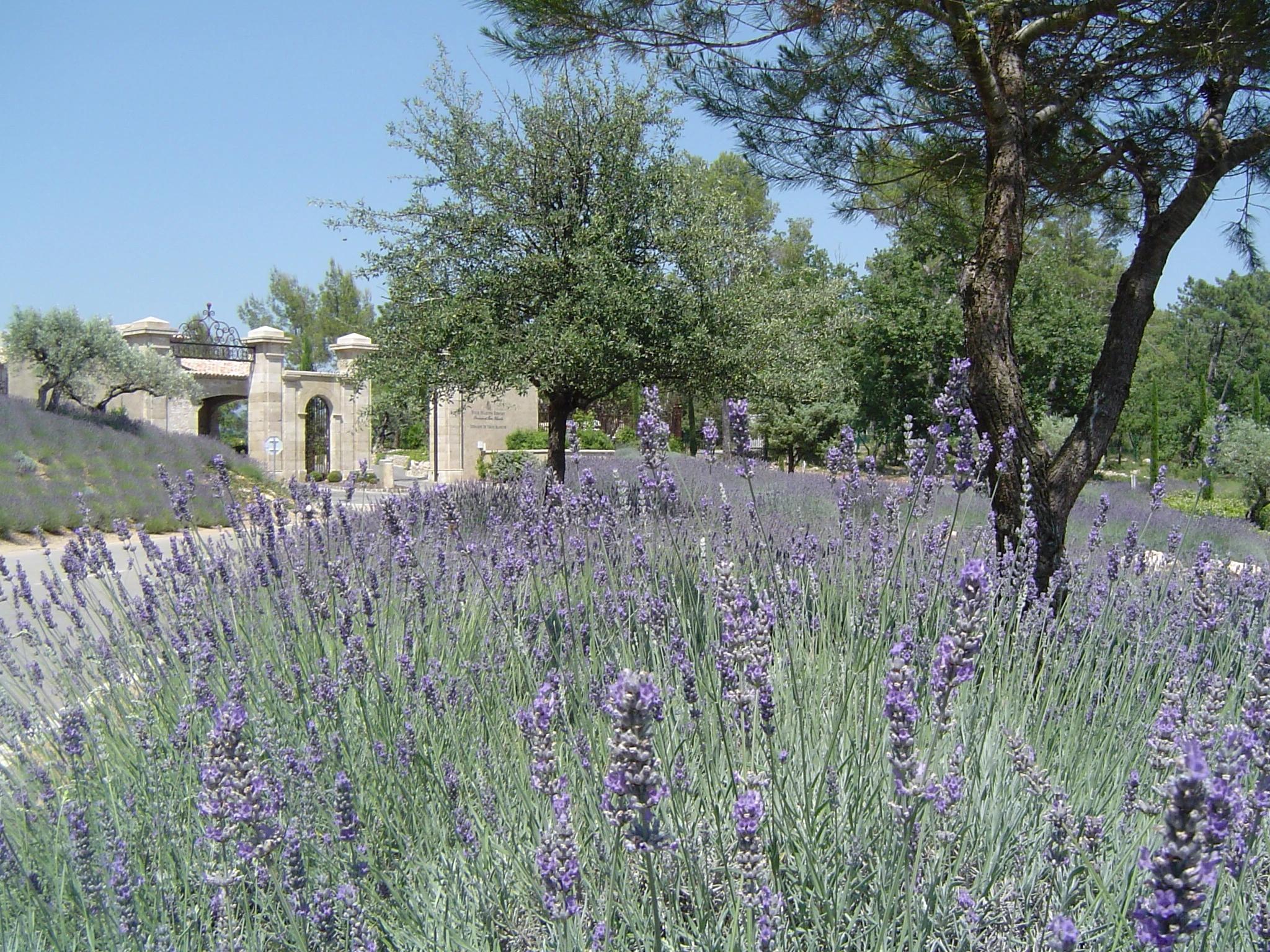 Domaine de terres blanches-DSC06057