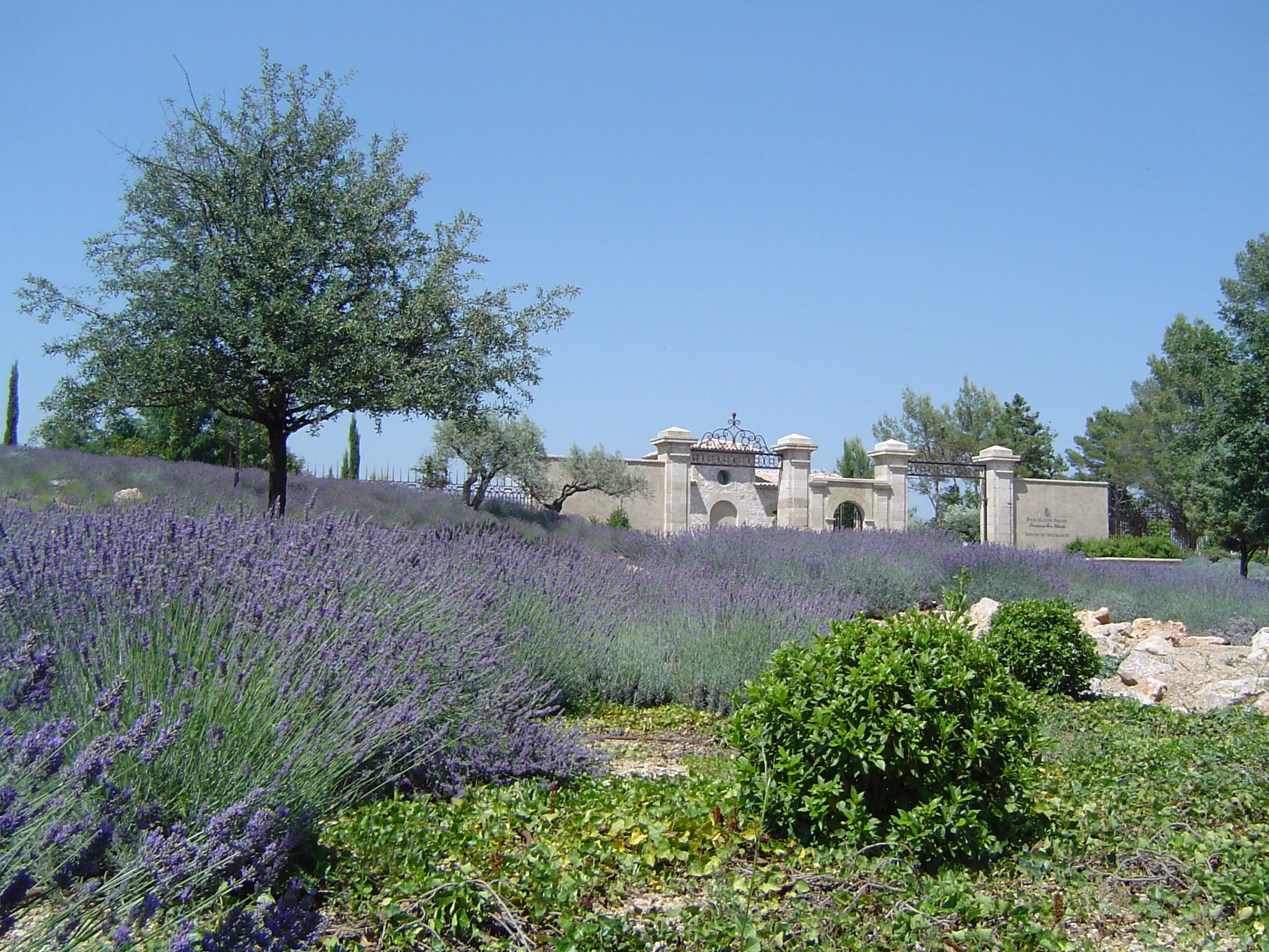 Domaine de terres blanches-DSC06060